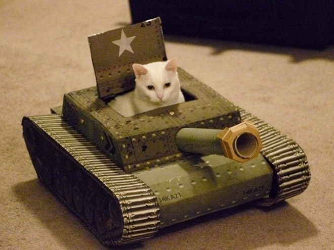 Παίξε cat in tank